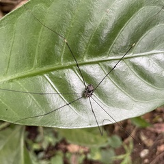 Pseudogagrella amamiana