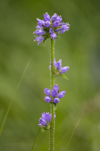 Bristly Bellflower
