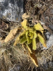 Meconopsis paniculata