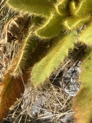 Meconopsis paniculata