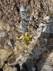 Meconopsis paniculata