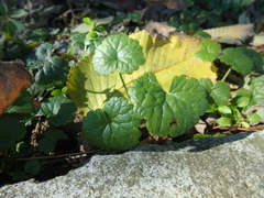 Glechoma hederacea