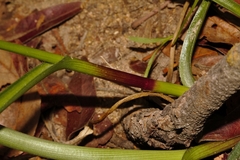 Murdannia simplex image