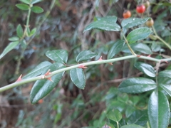 Rosa sempervirens