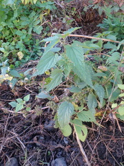 Urtica dioica