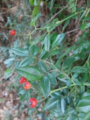 Rosa sempervirens