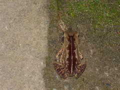 Rhinella ornata