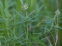 Dracocephalum ruyschiana