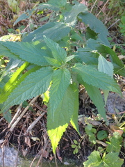 Urtica dioica
