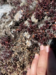 Anaphalis nepalensis monocephala