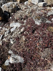 Anaphalis nepalensis monocephala