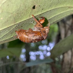 Cryptotympana facialis