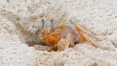 Ocypode gaudichaudii