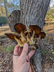 Gymnopilus subspectabilis