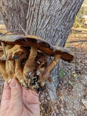 Gymnopilus subspectabilis