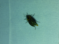 Oxelytrum discicolle