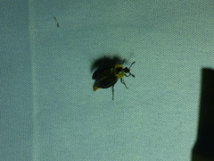 Oxelytrum discicolle