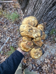 Gymnopilus subspectabilis