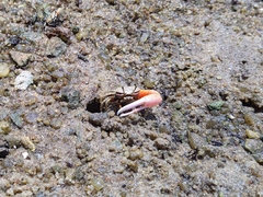 Austruca occidentalis