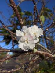 Prunus serrulata