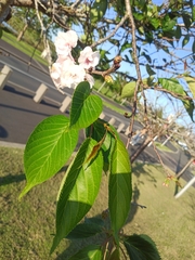 Prunus serrulata