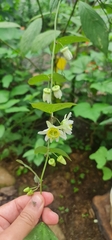 Passiflora biflora