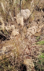 Miscanthus sinensis