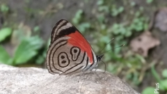 Diaethria clymena