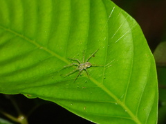 Thaumasia
