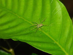 Thaumasia
