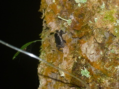 Homalinotus deplanatus