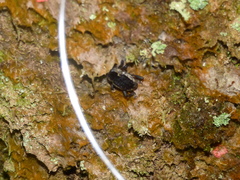 Homalinotus deplanatus