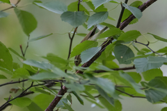 Phylloscopus trochiloides