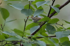 Phylloscopus trochiloides