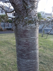 Prunus serrulata