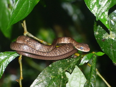 Chironius fuscus