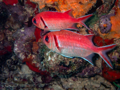 Myripristis jacobus