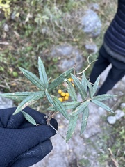 Hippophae salicifolia