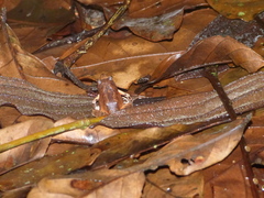 Physalaemus signifer