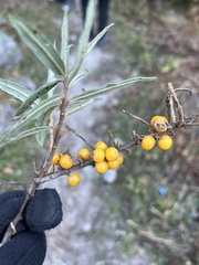 Hippophae salicifolia
