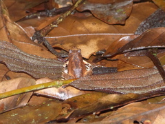 Physalaemus signifer