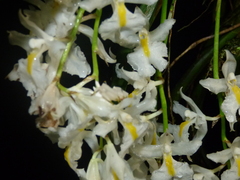 Epicadus heterogaster