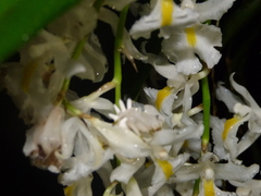 Epicadus heterogaster