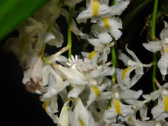 Epicadus heterogaster