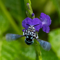 Thyreus himalayensis
