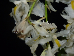 Epicadus heterogaster