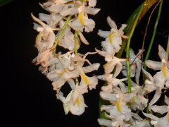 Epicadus heterogaster