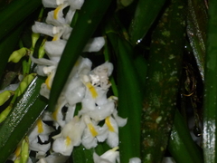 Epicadus heterogaster