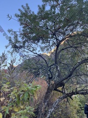 Hippophae salicifolia
