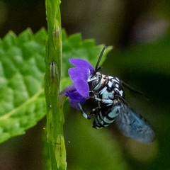 Thyreus himalayensis